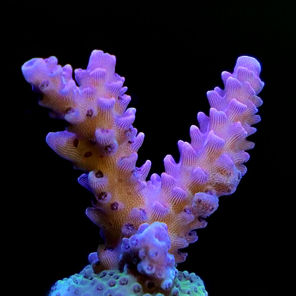 （サンゴ）フラグサンゴ　インドネシア産　ミドリイシｓｐ．　ハイグレード　Mサイズポリカプラグ付き（１個）ｙｌ‐１３　北海道・九州航空便要保温