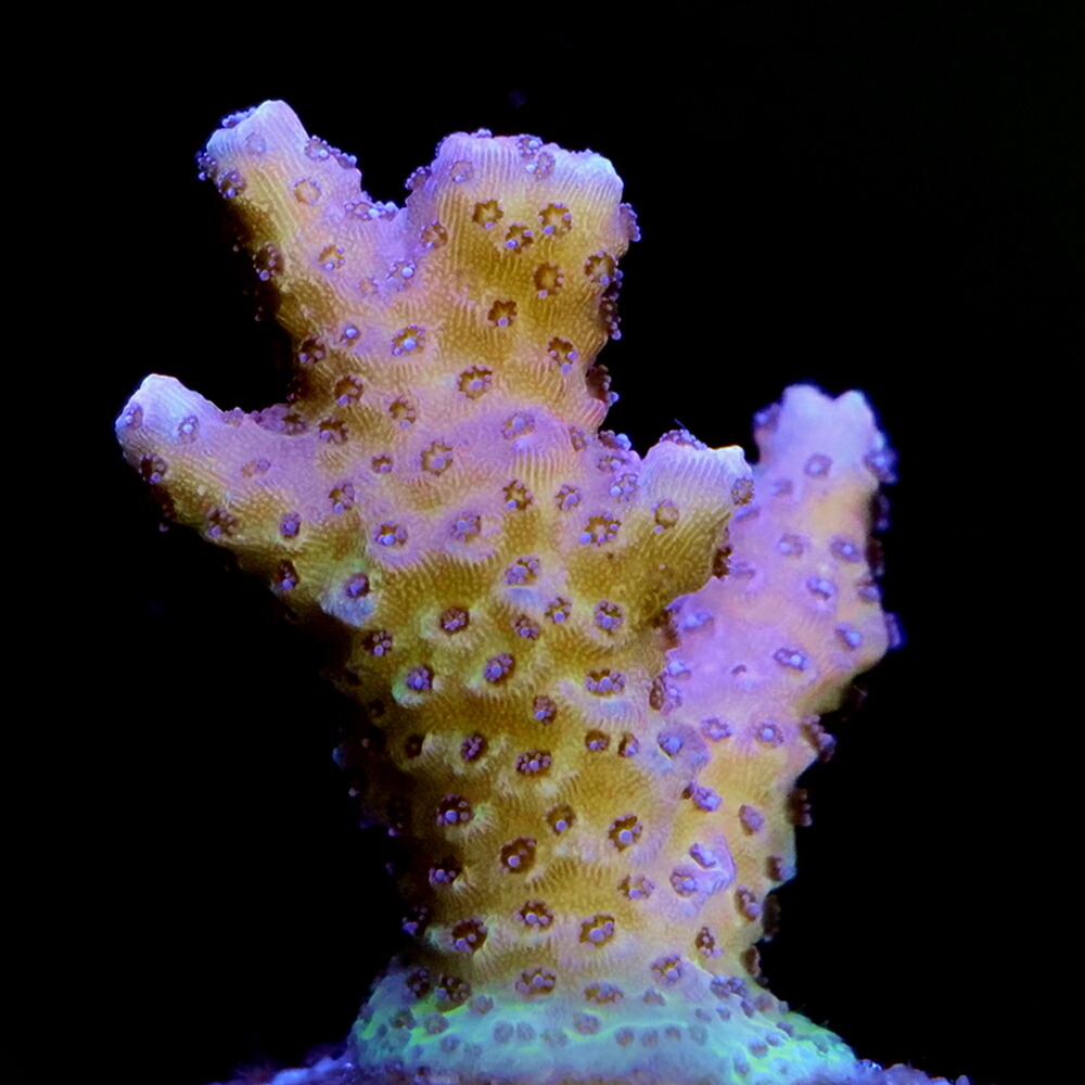 （サンゴ）フラグサンゴ　ソロモン産　ミドリイシｓｐ．　ハイグレード　Mサイズポリカプラグ付き（１個）ｙｌ‐１４　北海道・九州航空便要保温