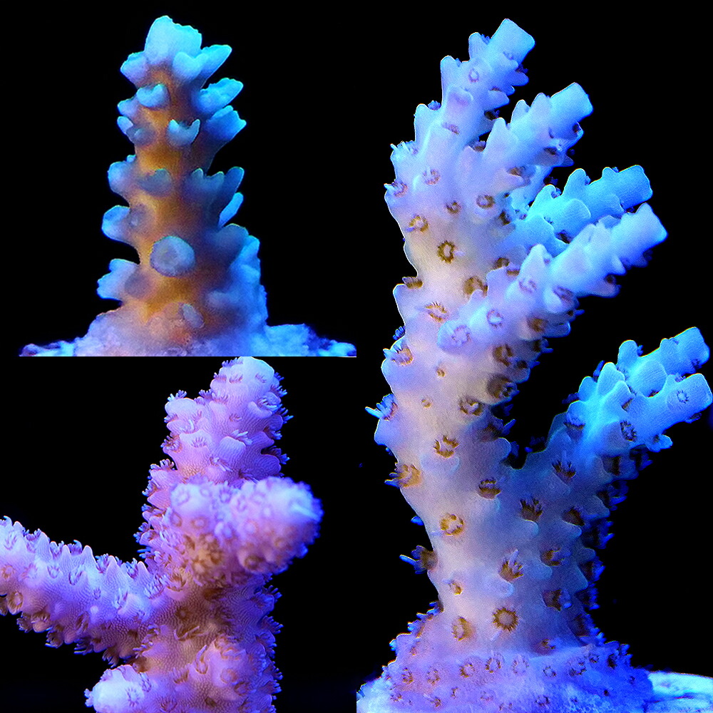 （サンゴ）フラグサンゴ　八重山ブリード　ミドリイシｓｐ．　おまかせカラー　Mサイズポリカプラグ付き（１個）ｙｌ‐２０　北海道・九州航空便要保温