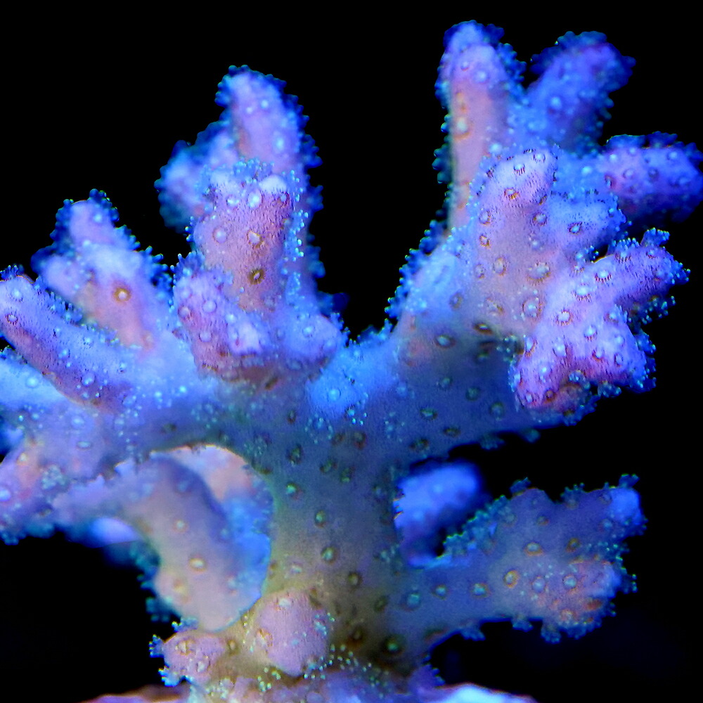 （サンゴ）フラグサンゴ　ハナヤサイサンゴ　グリーン　Mサイズポリカプラグ付き（１個）ｙｌ－２６　北海道・九州航空便要保温