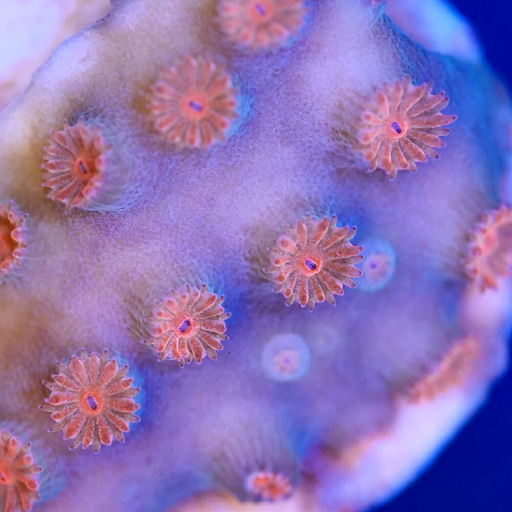 （サンゴ）フラグサンゴ　フカトゲキクメイシ　ポリプオレンジ　Mサイズポリカプラグ付き（１個）ｙｌ‐１９　北海道・九州航空便要保温