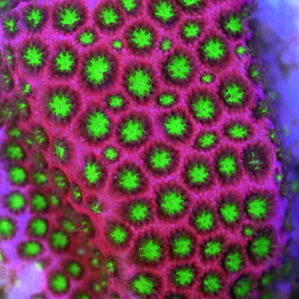 （サンゴ）フラグサンゴ　ムカシサンゴ　エレクトリックデイジー　ポリカプラグ付き（１個）ｙｌ-３０　北海道航空便要保温