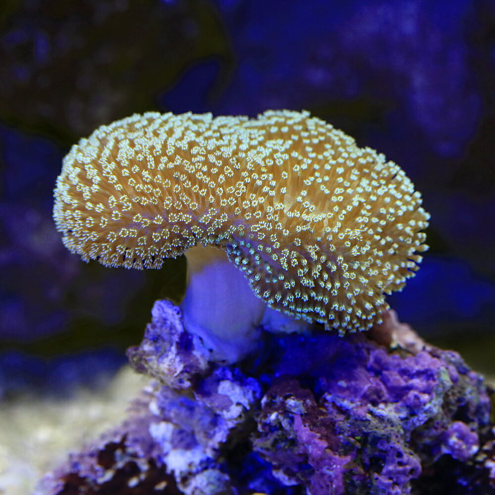 （サンゴ）沖縄産　ウミキノコ　ポリプライトグリーン　（１個）　北海道航空便要保温