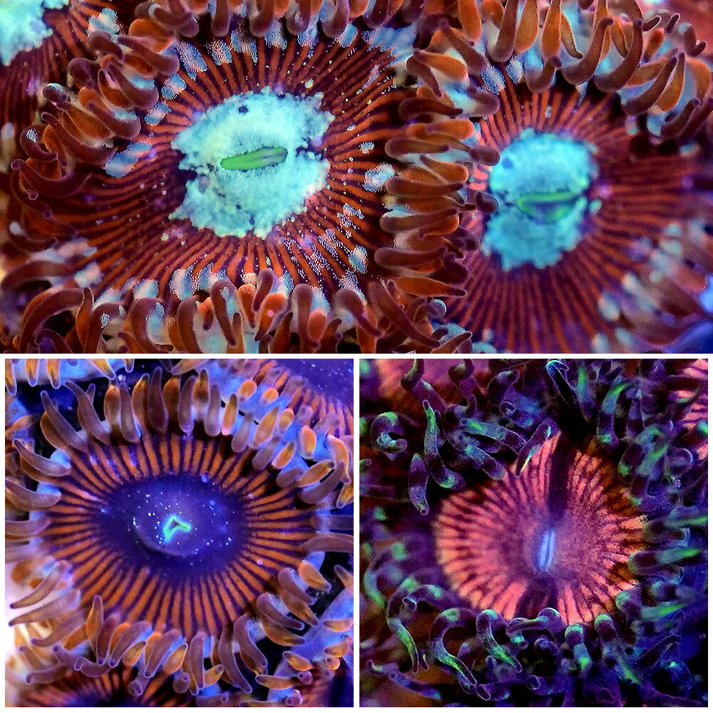 （サンゴ）おまかせマメスナギンチャク　レッド系　Mサイズポリカプラグ付き（１個）　ｙｌ-３５　北海道・九州航空便要保温