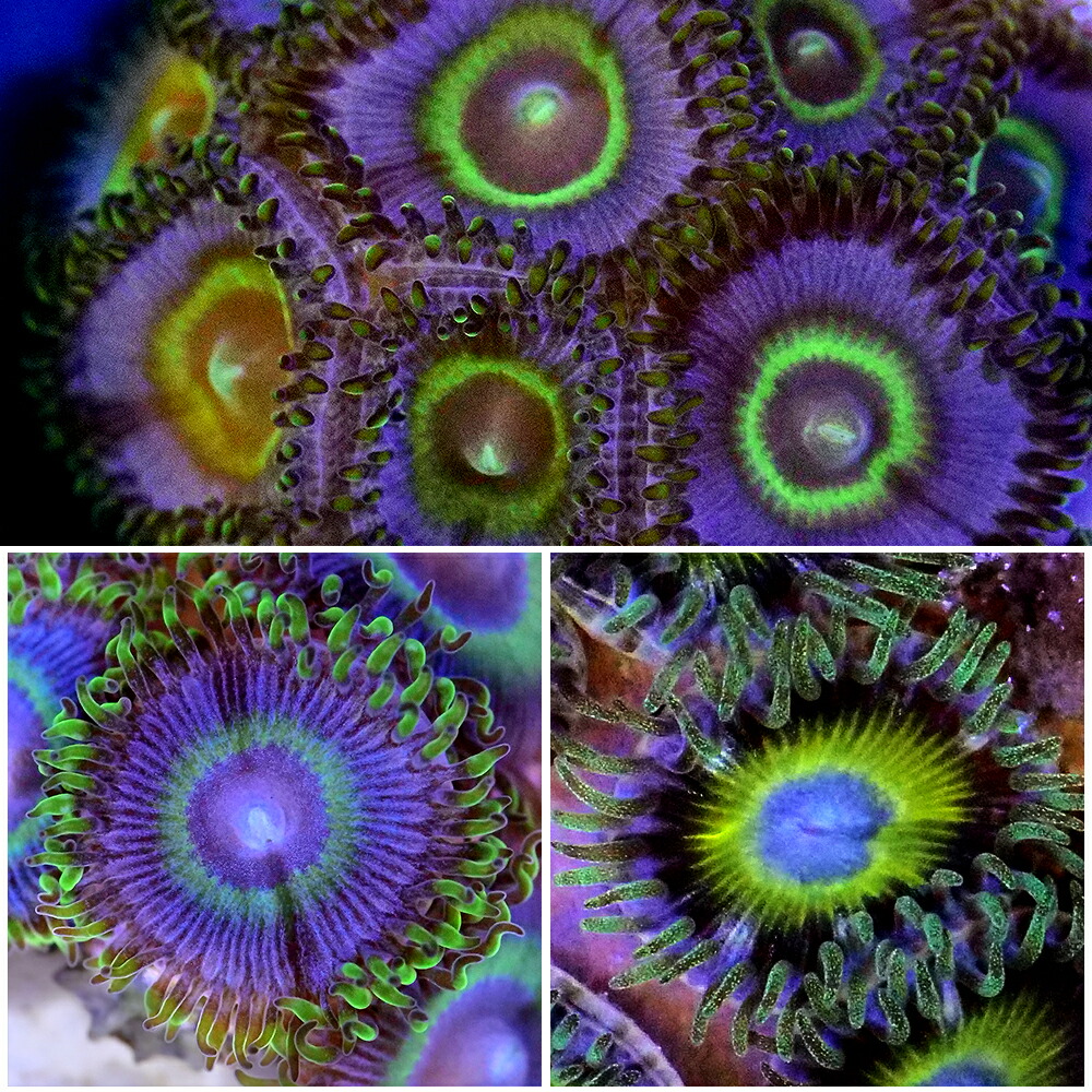 （サンゴ）おまかせマメスナギンチャク　グリーン系　Mサイズポリカプラグ付き（１個）　ｙｌ-３６　北海道・九州航空便要保温