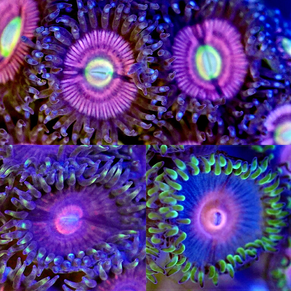 （サンゴ）おまかせマメスナギンチャク　ピンク系　Mサイズポリカプラグ付き（１個）　ｙｌ-３７　北海道・九州航空便要保温