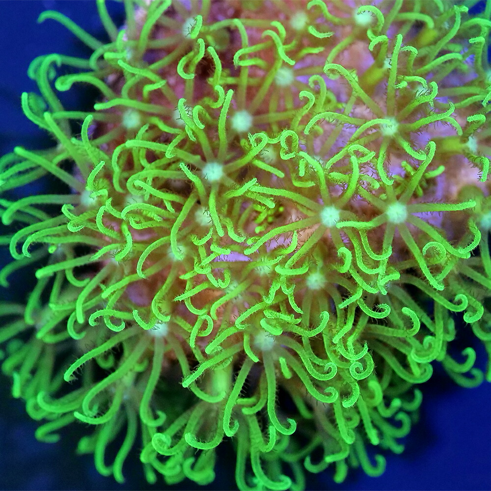 （サンゴ）フラグサンゴ　スターポリプ　グリーン　Mサイズポリカプラグ付き（１個）　ｗｈ－２２　北海道・九州航空便要保温