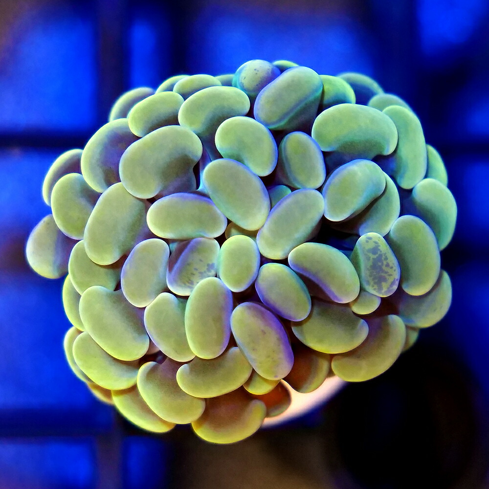 （サンゴ）インドネシア産　ナガレハナサンゴ　イエロー　ブランチ　プラグ付き　（１個）　北海道・九州航空便要保温