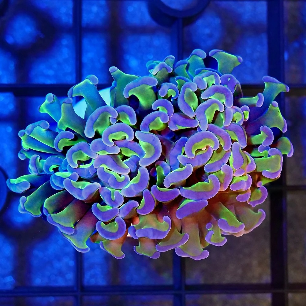 （サンゴ）ナガレハナサンゴ　リバース　プラグ付き（１個）　北海道・九州航空便要保温