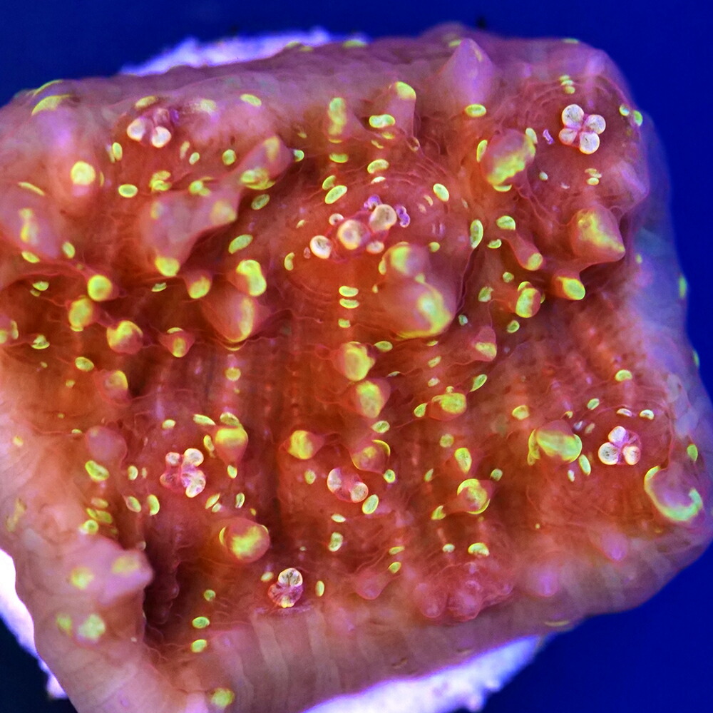 （サンゴ）フラグサンゴ　キッカサンゴｓｐ．　イエローチップ　Mサイズポリカプラグ付き（１個）ｙｌ‐４８　北海道・九州航空便要保温