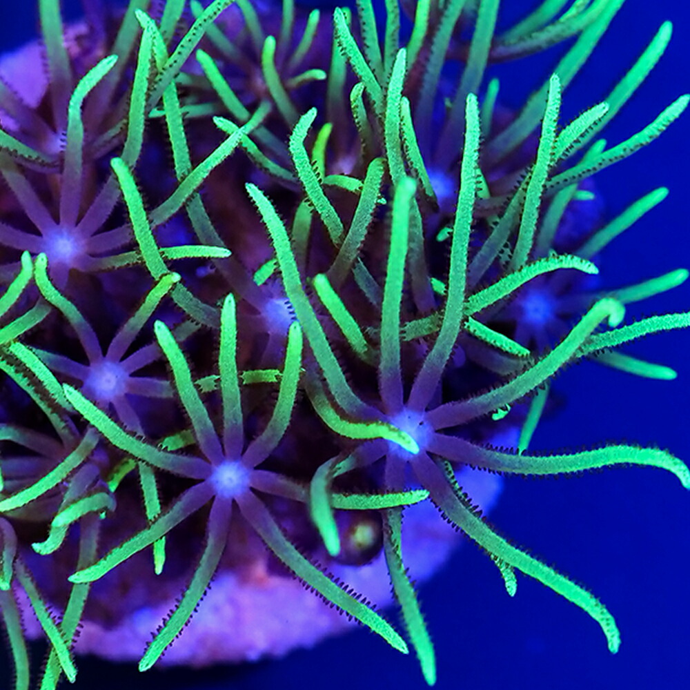（サンゴ）フラグサンゴ　沖縄産　スターポリプ　グリーン　ロングポリプ　Mサイズポリカプラグ付き（１個）ｙｌ-４９　北海道・九州航空便要保温