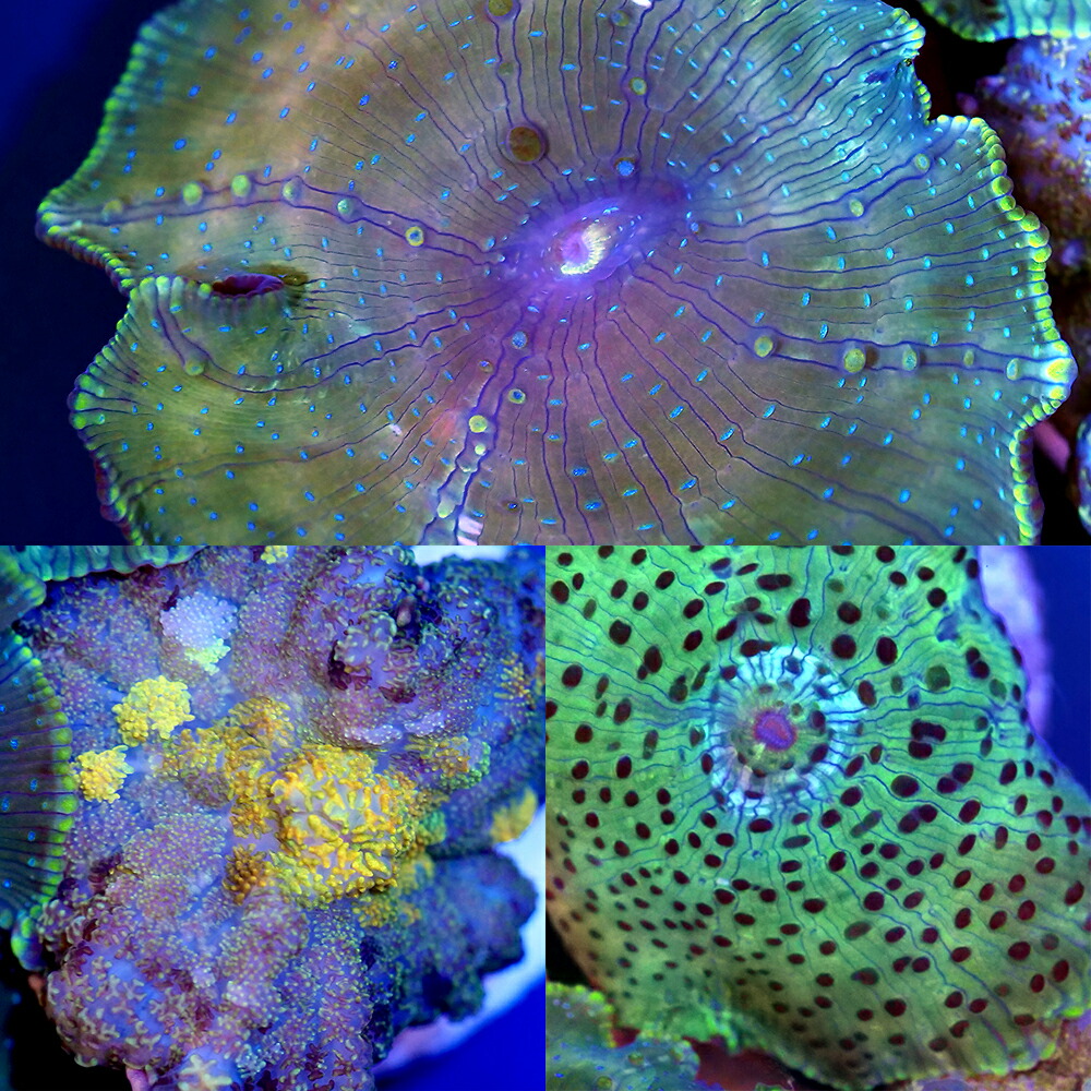 （サンゴ）フラグサンゴ　インドネシア産　おまかせディスクコーラル　グリーン　ポリカプラグ付き（１個）ｙｌ‐５１