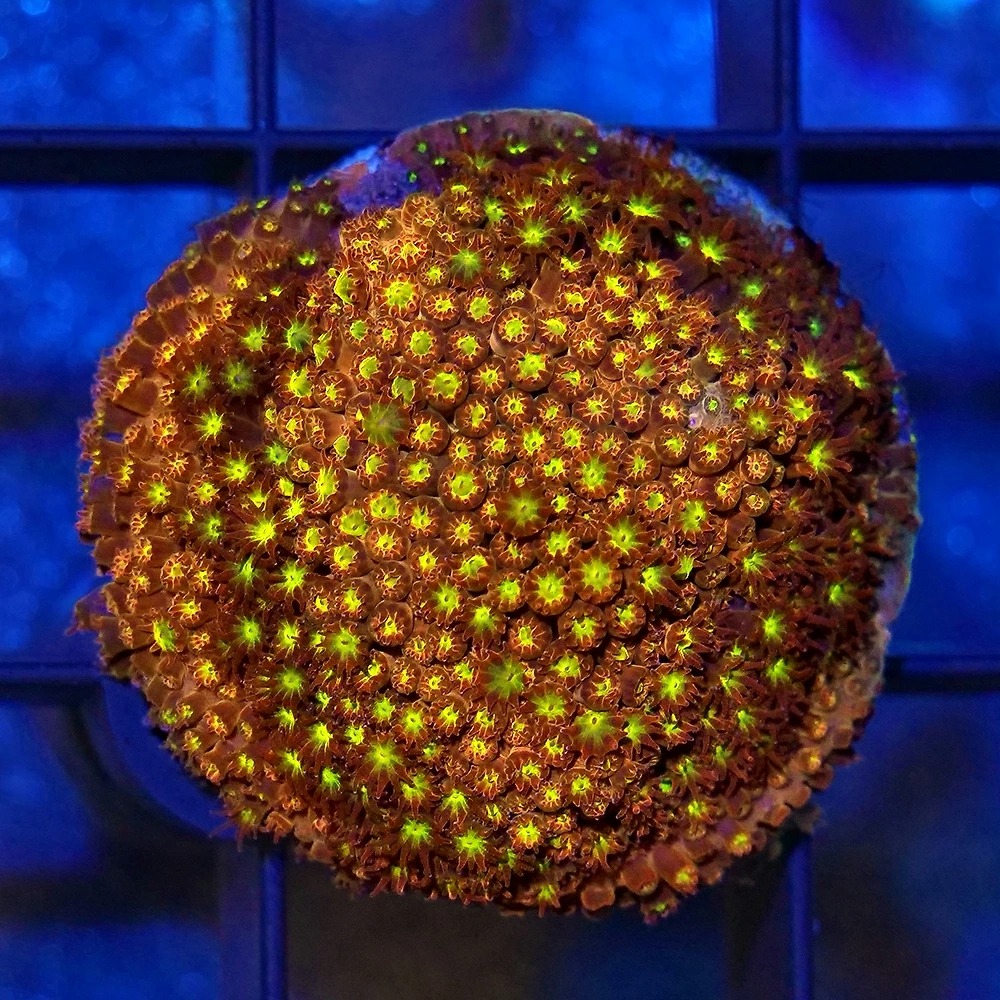 （サンゴ）ムカシサンゴ　オレンジポリプ　プラグ付き　（１個）　北海道・九州航空便要保温