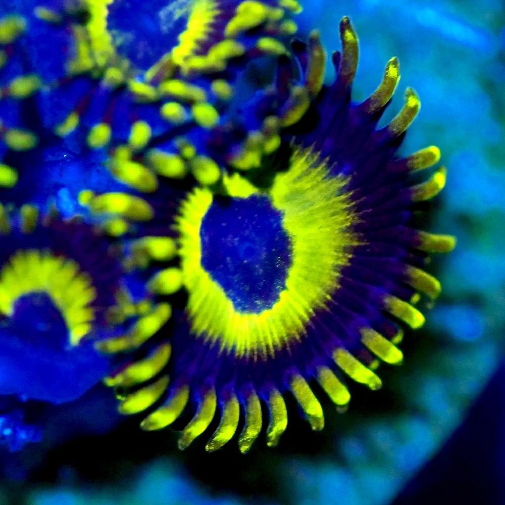 （サンゴ）マメスナギンチャク　ブライトアイズイエローゴールド　プラグ付き（１個）　北海道・九州航空便要保温