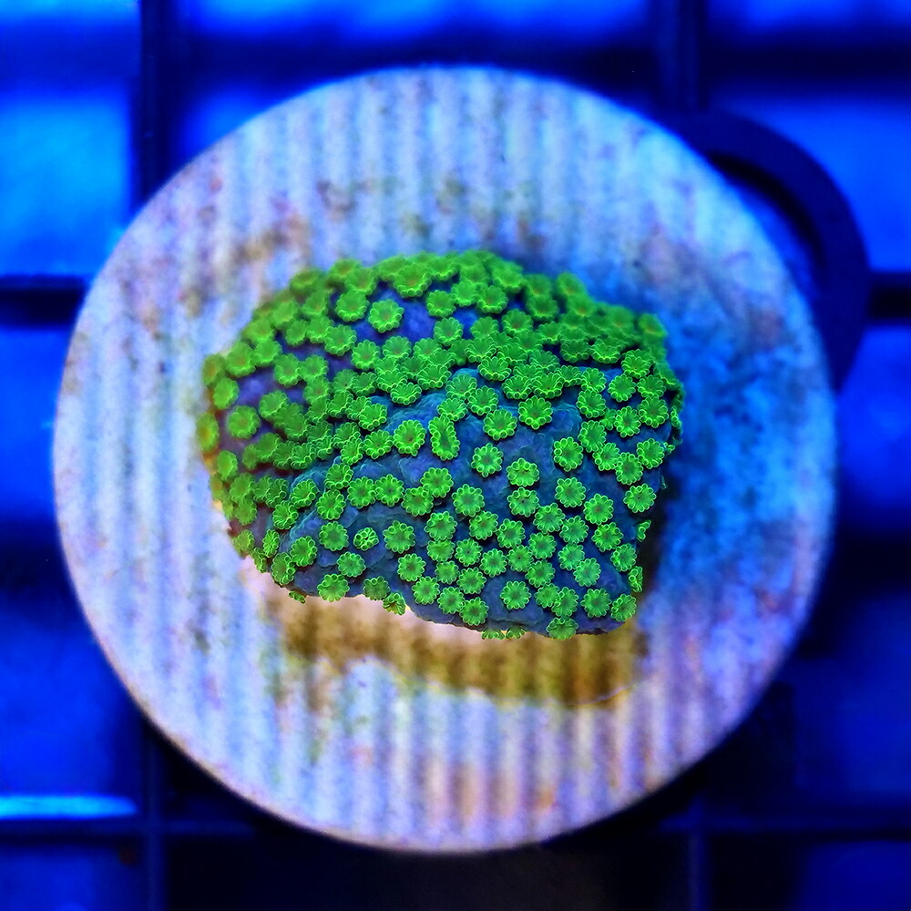 （サンゴ）コモンサンゴｓｐ．ポリプグリーン　プラグ付き（１個）　北海道・九州航空便要保温