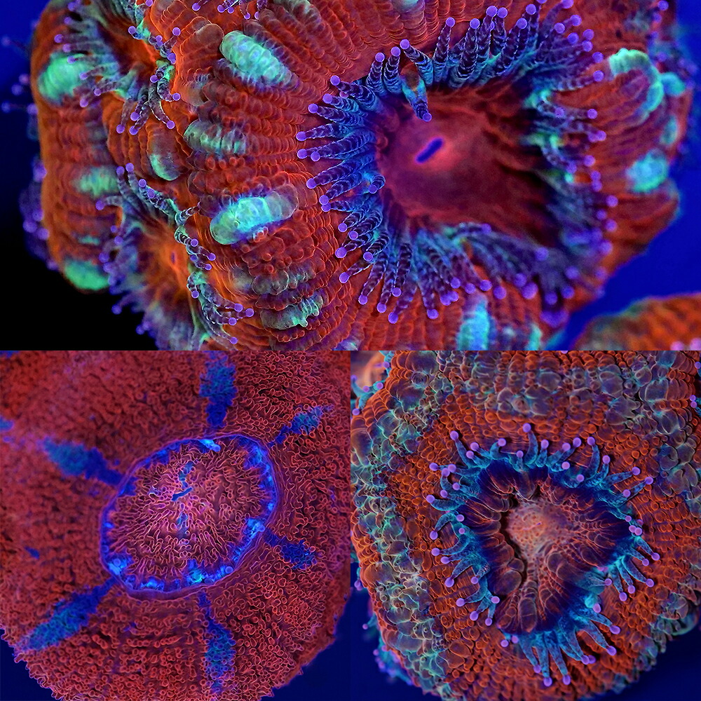 （サンゴ）フラグサンゴ　オーストラリア産　カクオオトゲキクメイシ　レッド系　ポリカプラグ付き（１個）ｗｈ‐４８　北海道・九州航空便要保温