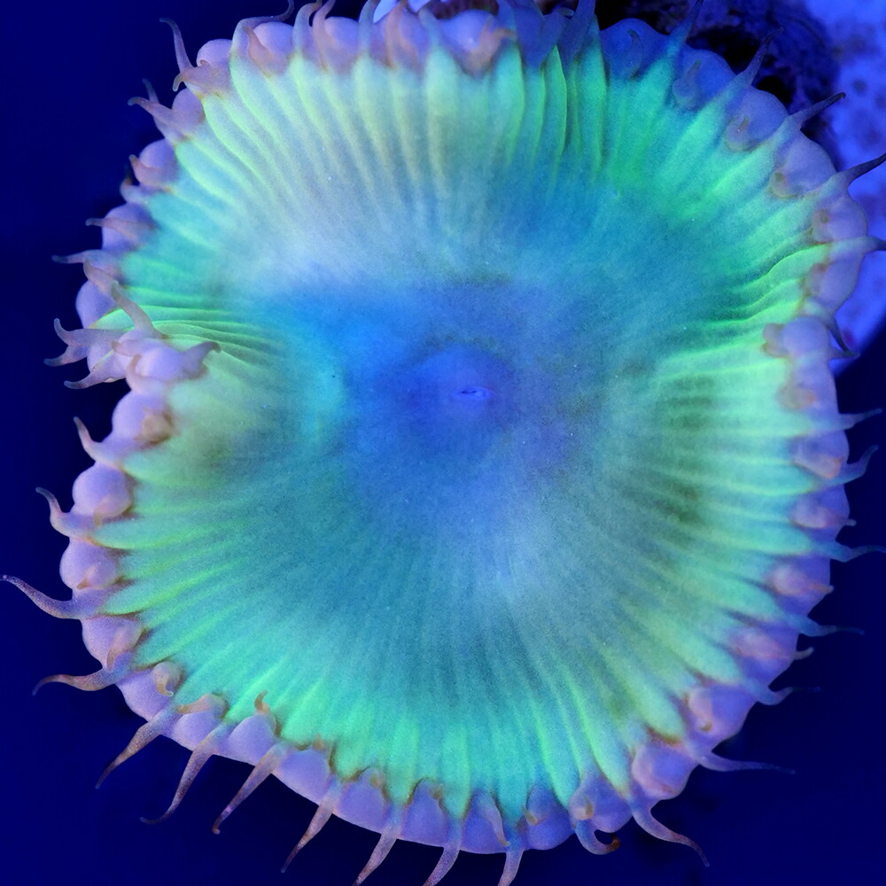 （サンゴ）フラグサンゴ　マメスナギンチャク　サンゾアンシッド　クリアグリーン　ポリカプラグ付き（１個）ｙｌ-５５　北海道・九州航空便要保温