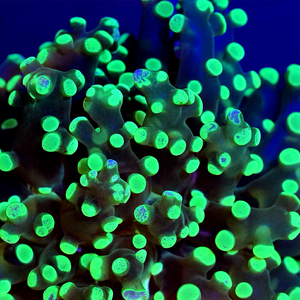 （サンゴ）フラグサンゴ　タコアシサンゴ　クリアグリーン　Ｍサイズポリカプラグ付き（１個）ｙｌ－５６　北海道航空便要保温