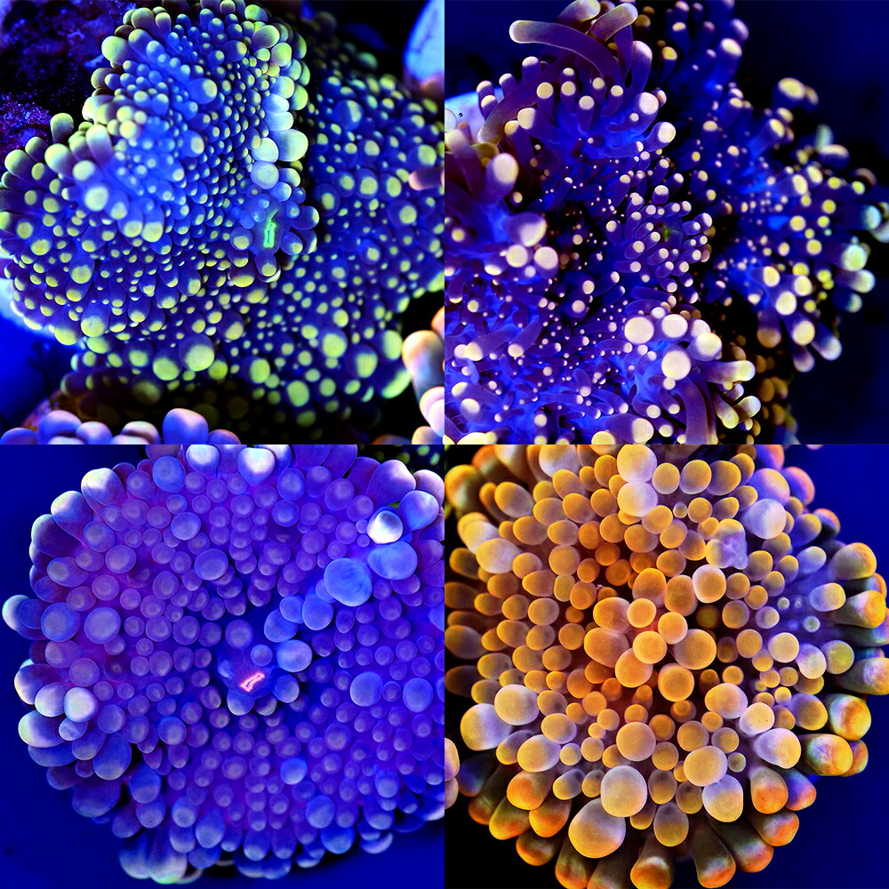 （サンゴ）フラグサンゴ　バブルディスクコーラル　おまかせネオンカラー　Ｍサイズポリカプラグ付き（１個）ｙｌ‐５９　北海道航空便要保温