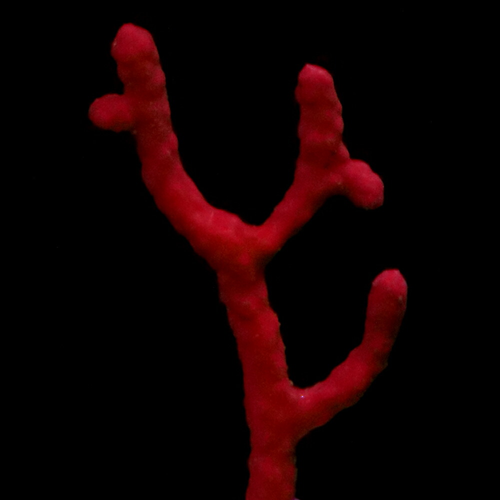 （サンゴ）フラグサンゴ　陰日性ヤギｓｐ.レッド　Ｍサイズポリカプラグ付き（１個）ｙｌ‐６１　北海道航空便要保温