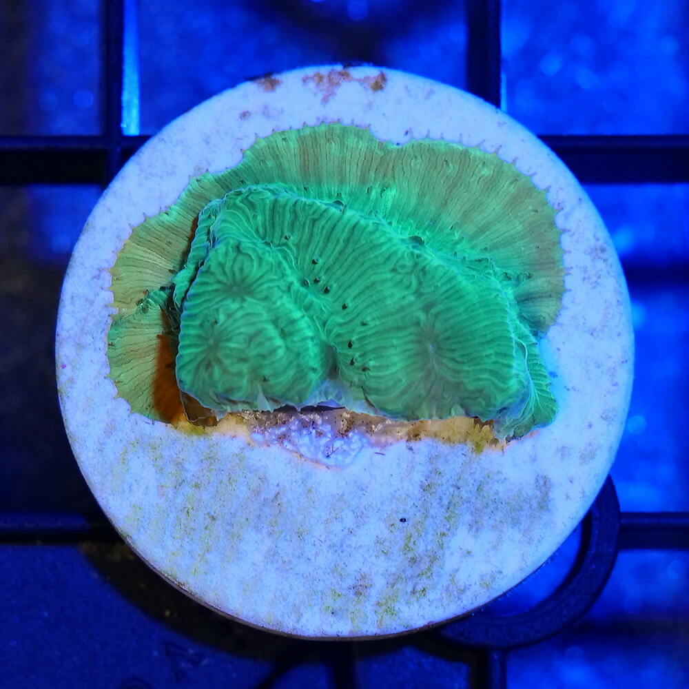 （サンゴ）オーストラリア産　センベイサンゴ　グリーン　プラグ付き（１個）　北海道・九州航空便要保温