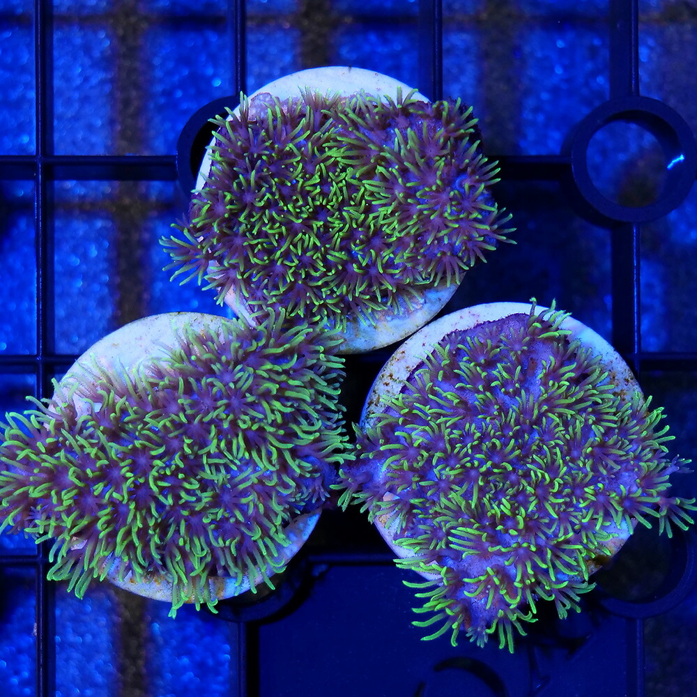 （サンゴ）スターポリプ　グリーン　プラグ付き（１個）　北海道・九州航空便要保温