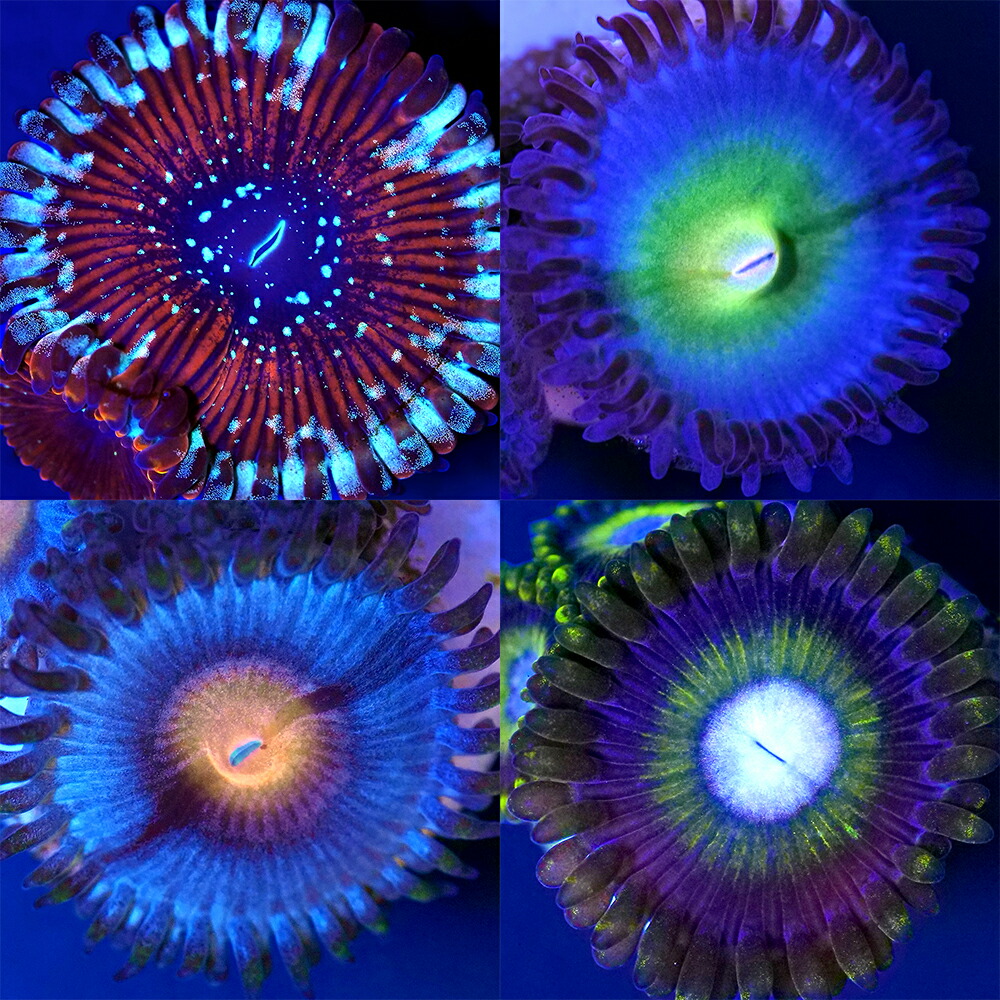 （サンゴ）おまかせマメスナギンチャク　Ｓサイズポリカプラグ付き（１個）　ｙｌ-６３　北海道・九州航空便要保温