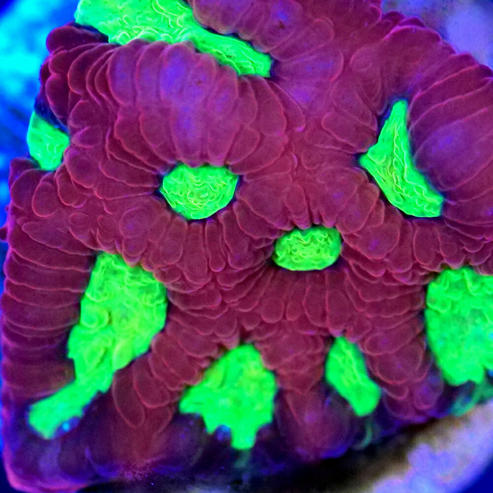 （サンゴ）フラグサンゴ　キクメイシｓｐ．レッド マウスグリーン　Ｍサイズポリカプラグ付き（１個）ｗｈ‐６４　北海道・九州航空便要保温