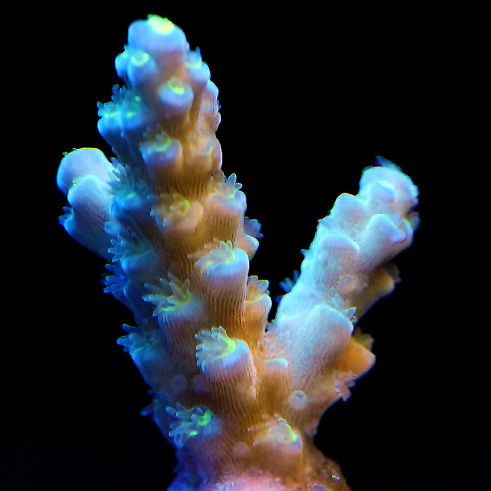 （サンゴ）フラグサンゴ　トンガ産　ミドリイシｓｐ．グリーン系　Ｍサイズポリカプラグ付き（１個）ｙｌ‐６６　北海道・九州航空便要保温