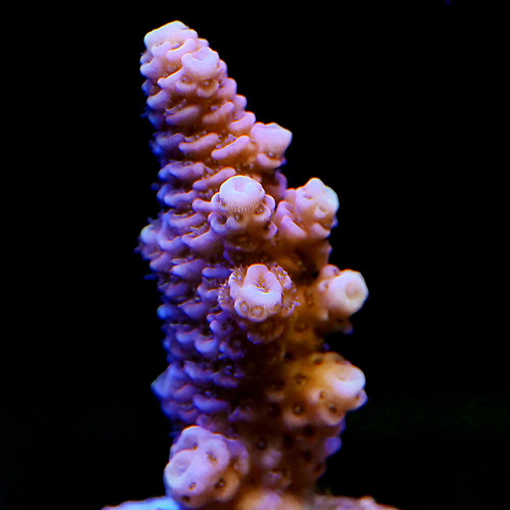 （サンゴ）フラグサンゴ　トンガ産　ミドリイシｓｐ．ピンク系　Ｍサイズポリカプラグ付き（１個）ｙｌ‐６７　北海道・九州航空便要保温