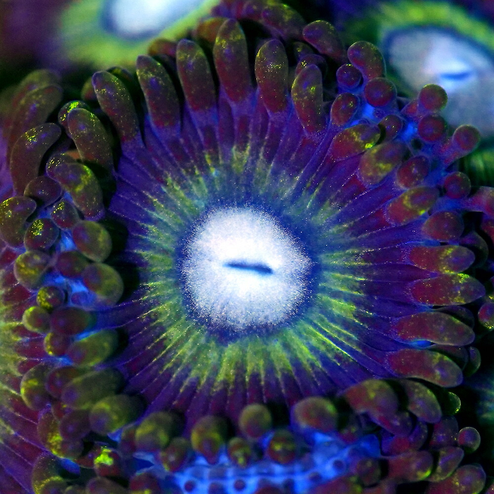 （サンゴ）フラグサンゴ　キクメマメスナギンチャク　アケビ　イエローグリーンSP　Mサイズポリカプラグ付き（１個）　ｙｌ-７０　北海道・九州航空便要保温