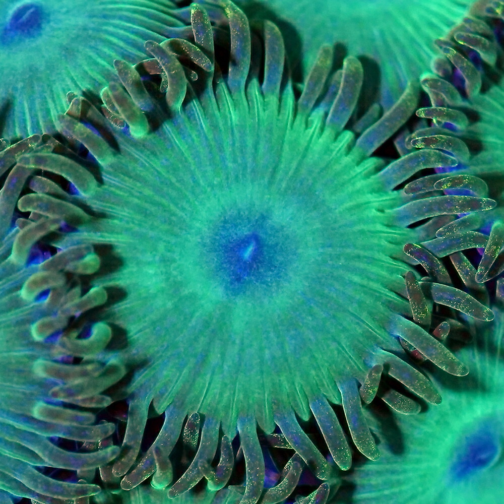 （サンゴ）フラグサンゴ　キクメマメスナギンチャク　エメラルダスフルグリーン　Mサイズポリカプラグ付き（１個）ｙｌ-７１　北海道・九州航空便要保温