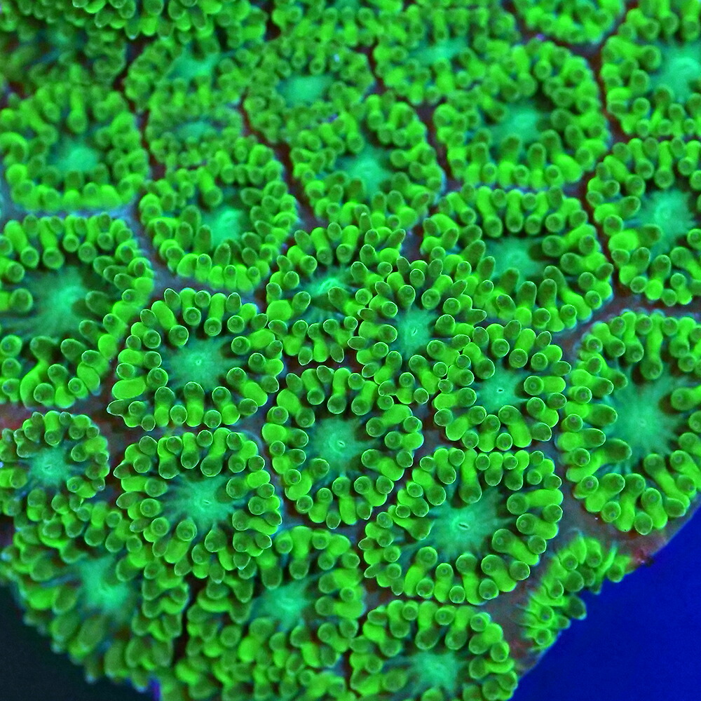 （サンゴ）フラグサンゴ　トゲルリサンゴ　グリーン　Mサイズポリカプラグ付き（１個）ｙｌ‐７３　北海道・九州航空便要保温