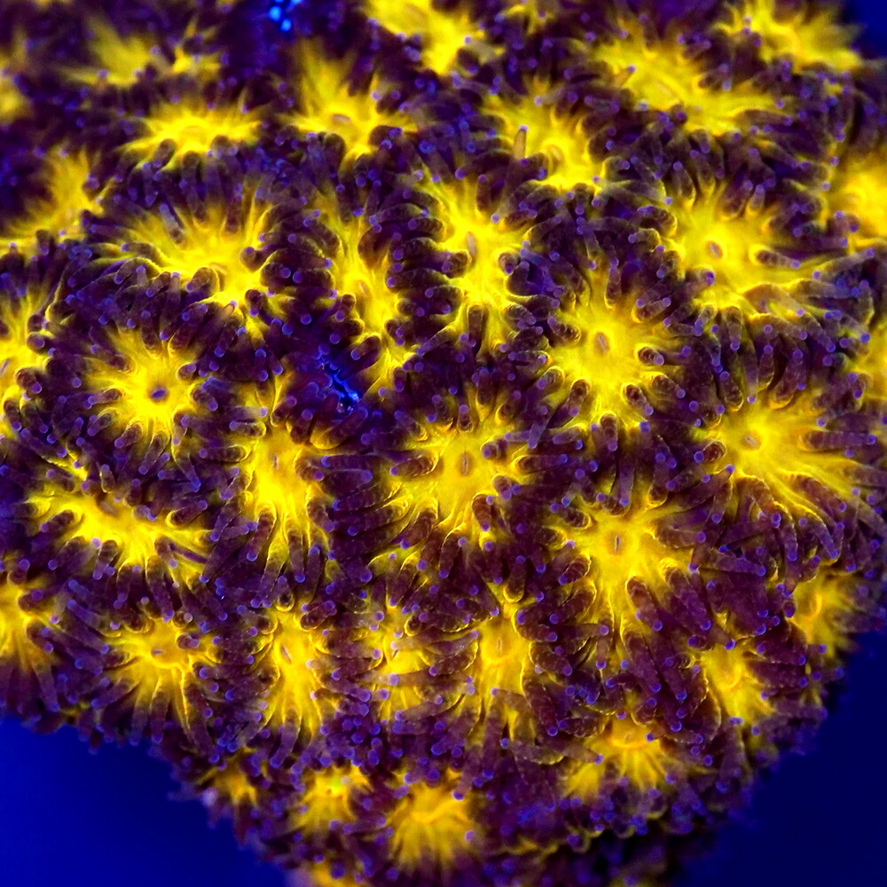 （サンゴ）フラグサンゴ　トゲルリサンゴ　オレンジ　Mサイズポリカプラグ付き（１個）ｙｌ‐７４　北海道・九州航空便要保温