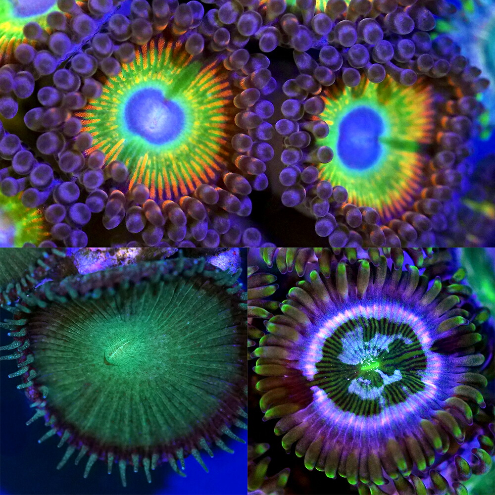 （サンゴ）フラグサンゴ　おまかせマメスナギンチャク付きマルコロック　ミニ　Ｍサイズポリカプラグ付き（１個）yl-７６　北海道・九州航空便要保温