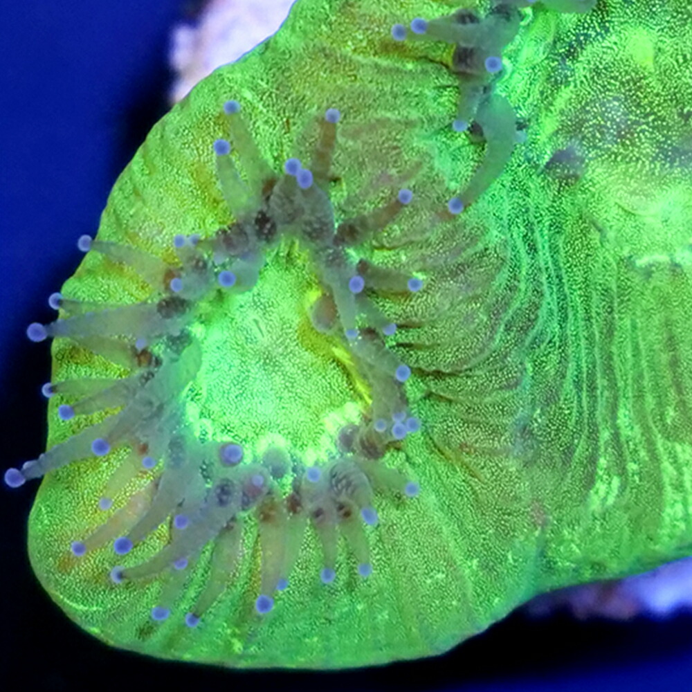 （サンゴ）フラグサンゴ　オーストラリア産　キクメイシｓｐ．　蛍光フルグリーン　Mサイズポリカプラグ付き（１個）ｙｌ‐３２　北海道・九州航空便要保温