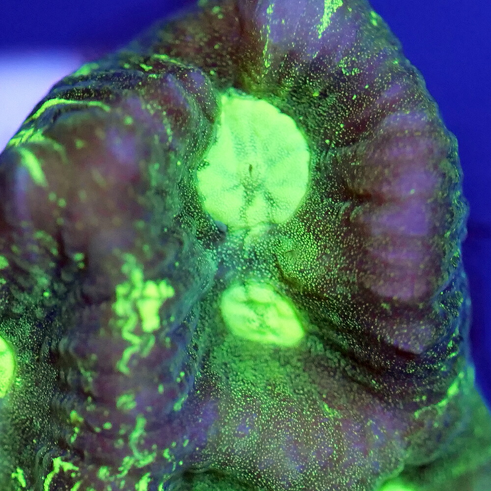 （サンゴ）フラグサンゴ　オーストラリア産　キクメイシｓｐ．　マーブルグリーン　Mサイズポリカプラグ付き（１個）ｙｌ‐３３　北海道・九州航空便要保温