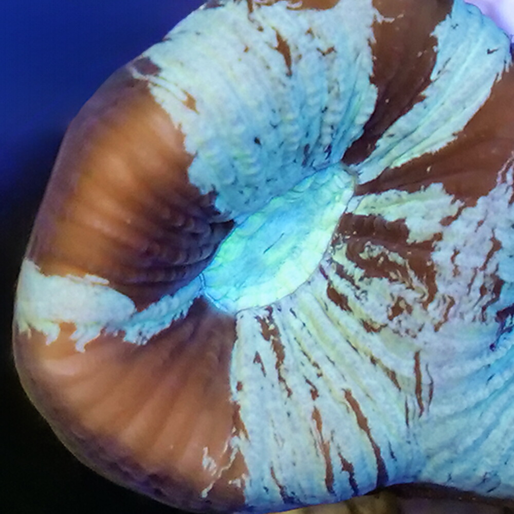 （サンゴ）フラグサンゴ　オーストラリア産　キクメイシｓｐ．　チョコミント　Mサイズポリカプラグ付き（１個）ｙｌ‐４４　北海道・九州航空便要保温