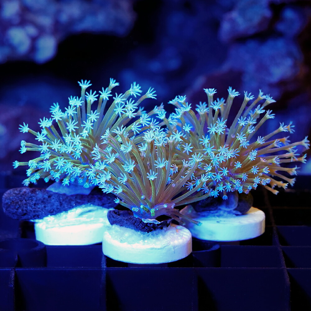 （サンゴ）オーストラリア産　ウミキノコ　ロングポリプ　グリーン　プラグ付き（１個）　北海道・九州航空便要保温