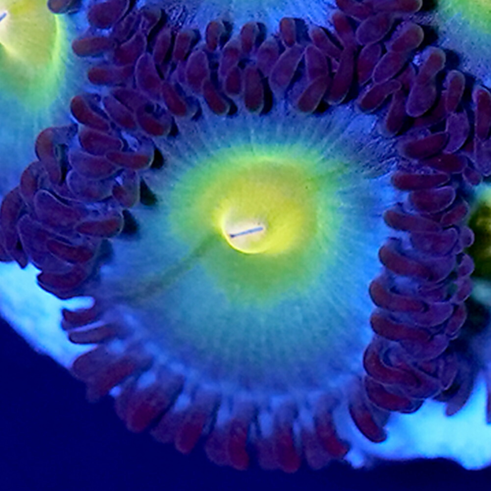 （サンゴ）フラグサンゴ　クロシオマメスナギンチャク　ソラマメ　ポリカプラグ付き（１個）ｗｈ-３２