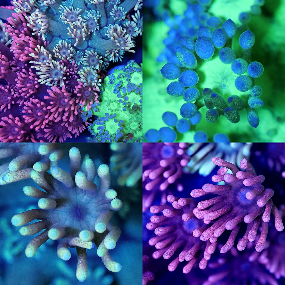 （サンゴ）フラグサンゴ　ハナガササンゴ　おまかせカラー　Ｍサイズポリカプラグ付き（１個）　ｗｈ-６３　北海道・九州航空便要保温