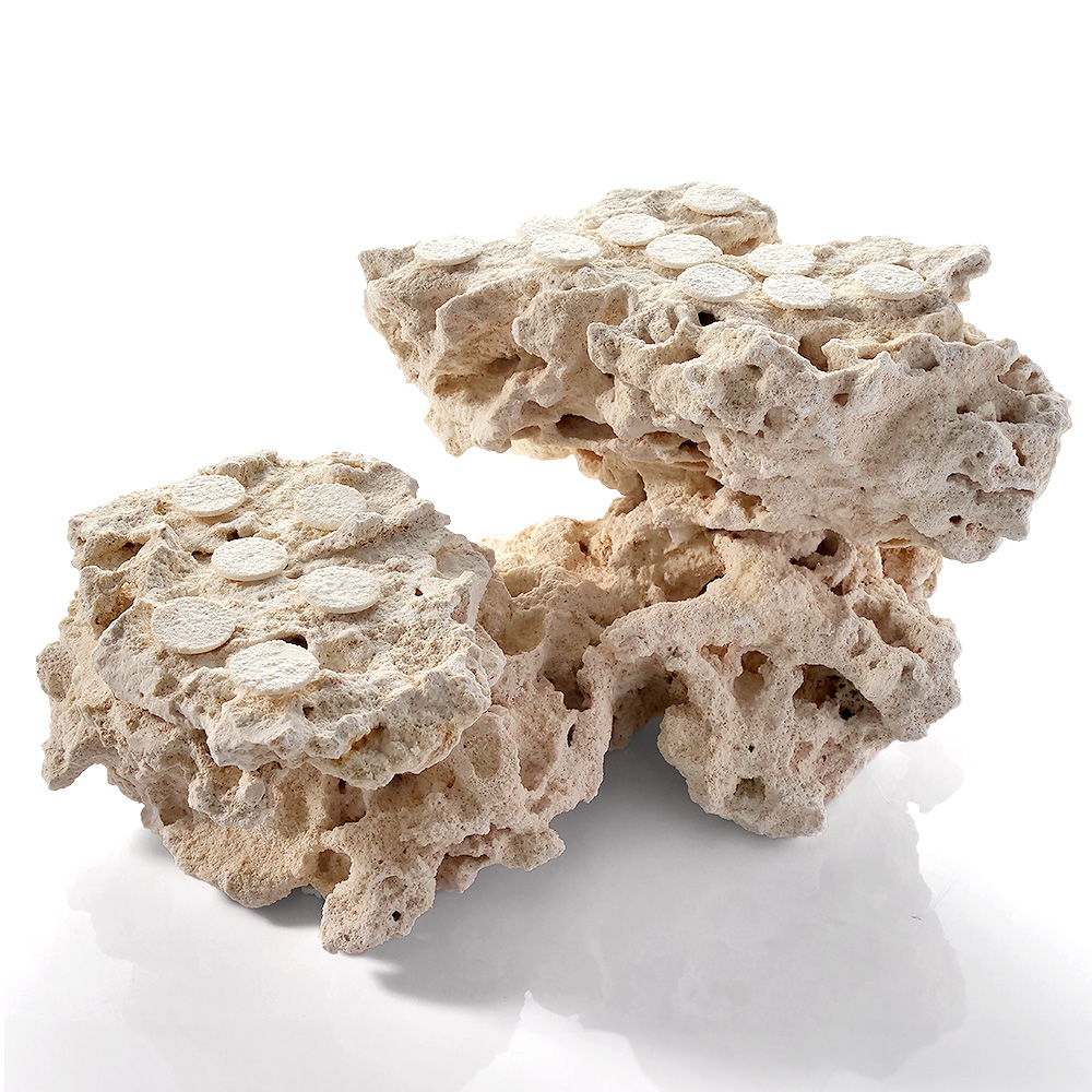 一点物　マルコロック　カスタムフラグベース　５４２３０２　コーラルロック