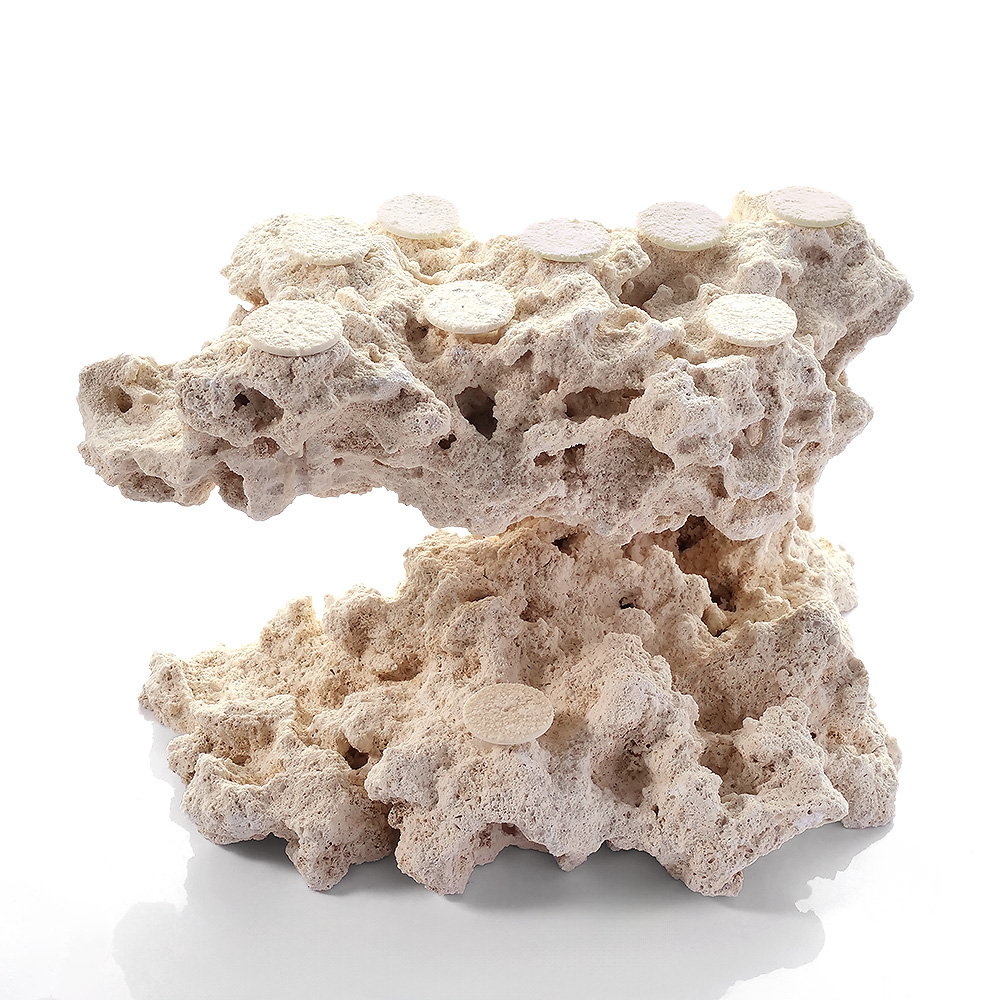 一点物　マルコロック　カスタムフラグベース　５４２３０３　コーラルロック