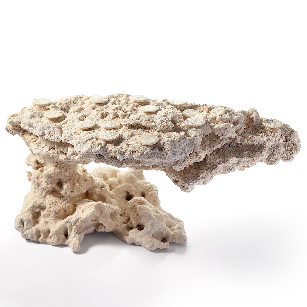 一点物　マルコロック　カスタムフラグベース　５４２３１２　コーラルロック