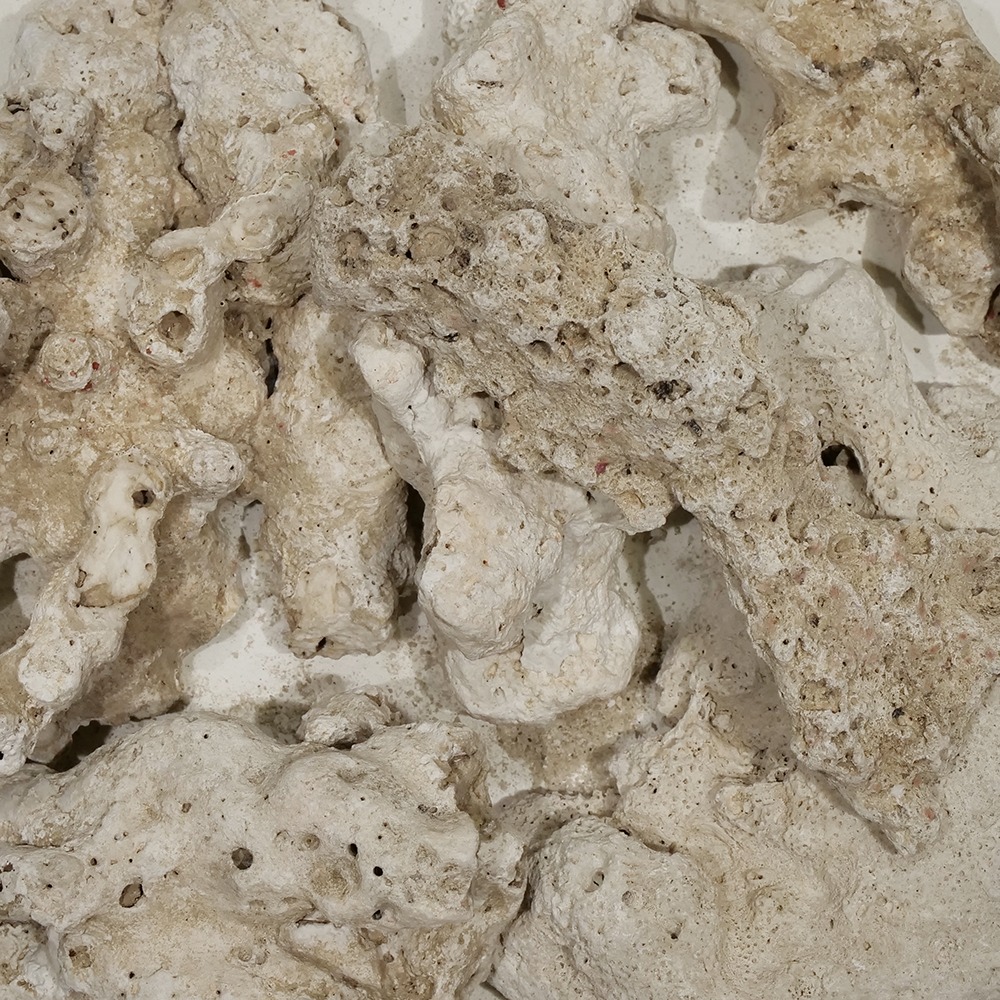 ＃２００　Ｃ．Ｐ．Ｆａｒｍ　天然サンゴ砂　＃２００　Ｎａｔｕｒａｌ　ｃｏｒａｌ　ｓａｎｄ　３Ｌ