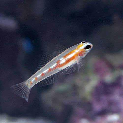 （海水魚）マスクドゴビー（１匹）