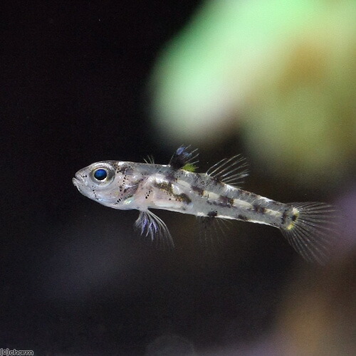 （海水魚）ゴマハゼ　ミックス（１匹）
