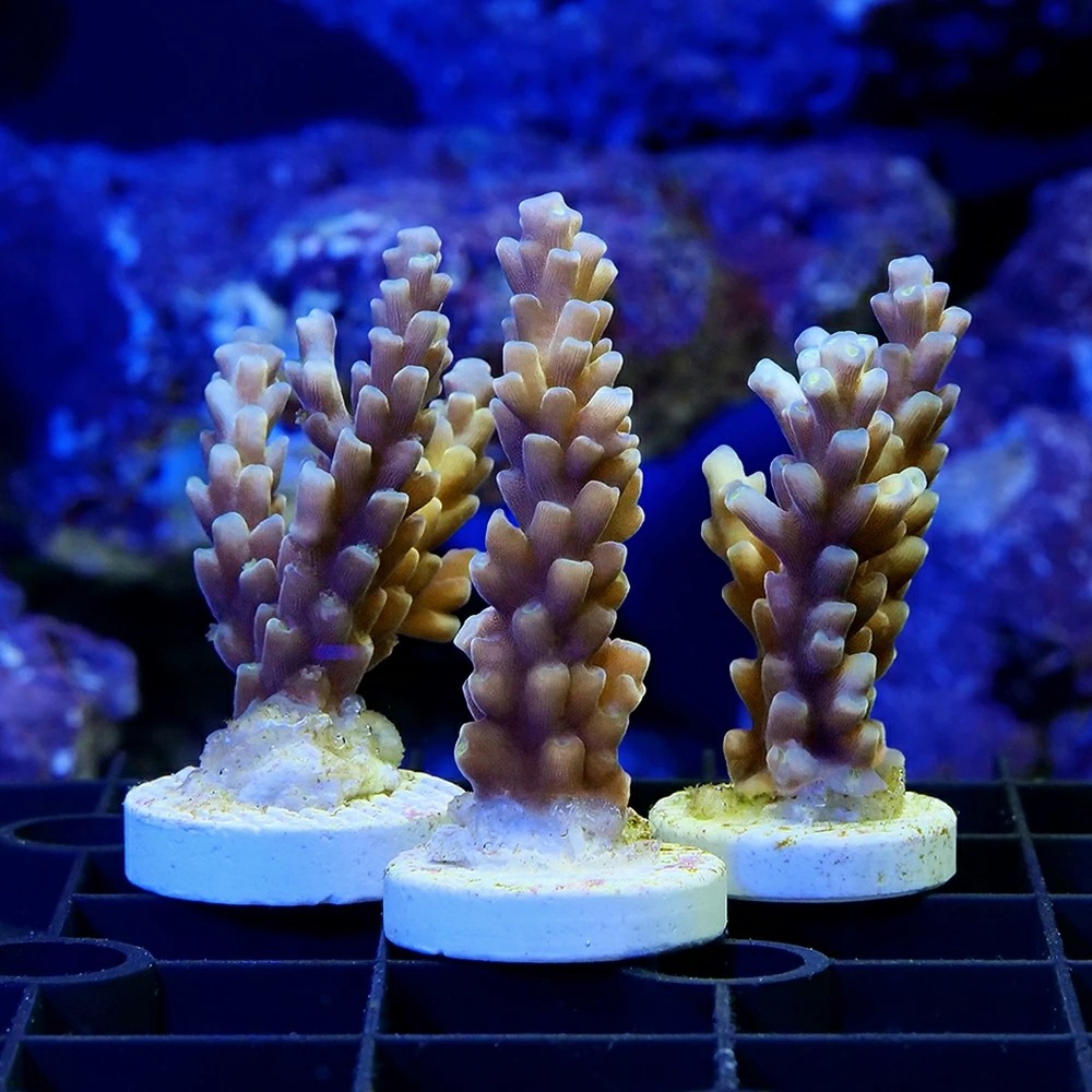 （サンゴ）トンガ産　ミドリイシｓｐ．　おまかせカラー　プラグ（１個）　北海道・九州航空便要保温